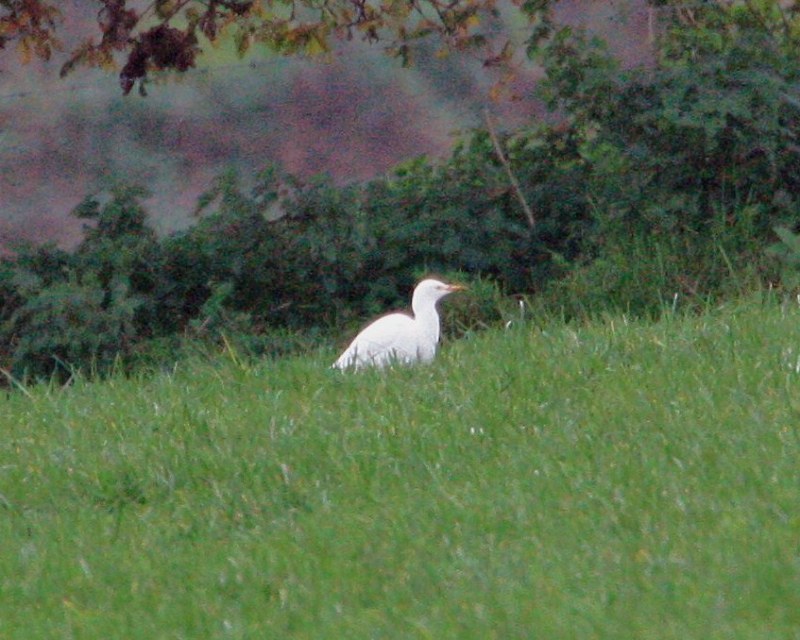 Cattle Egret