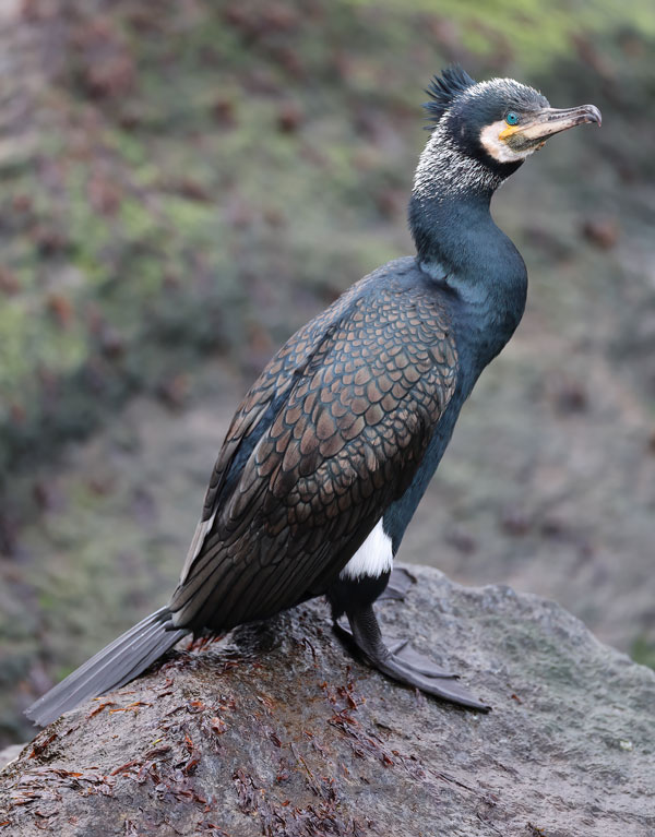 Cormorant