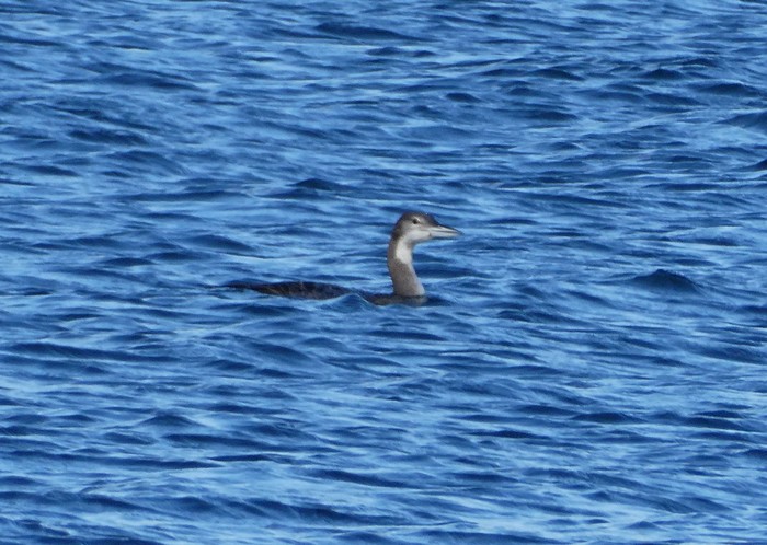 Great Northern Diver