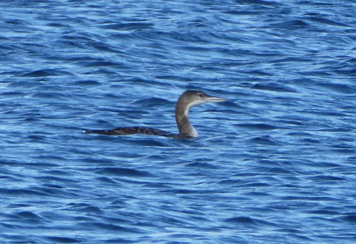 Great Northern Diver