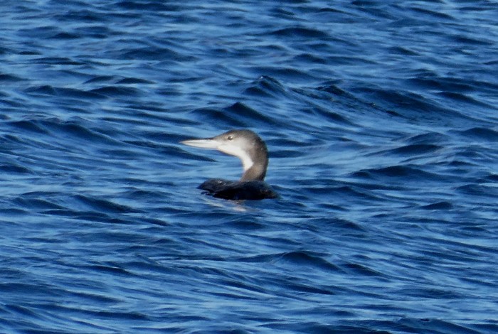 Great Northern Diver
