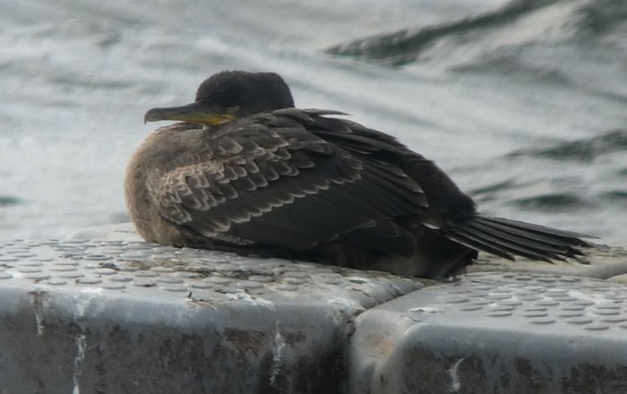 Shag