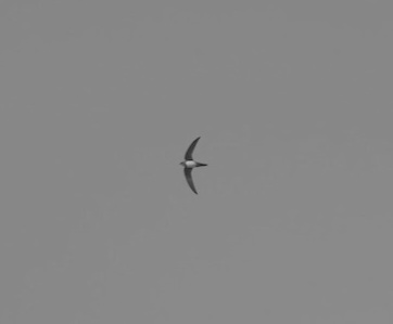 Alpine Swift