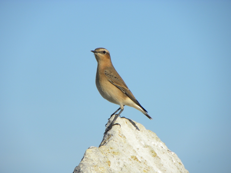 Wheatear