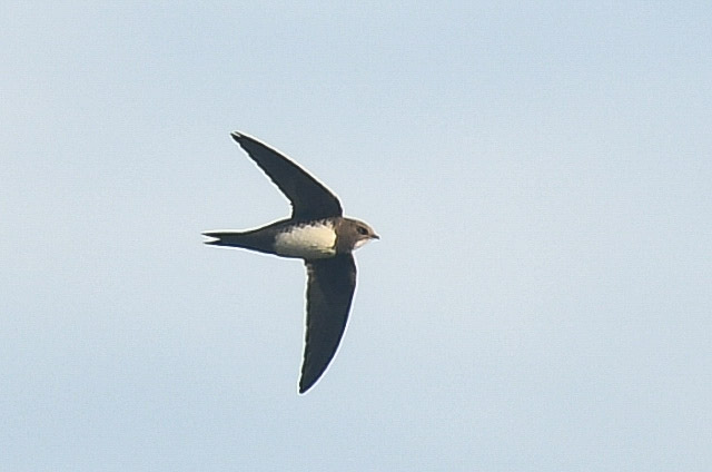 Alpine Swift