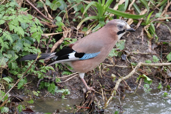 Jay