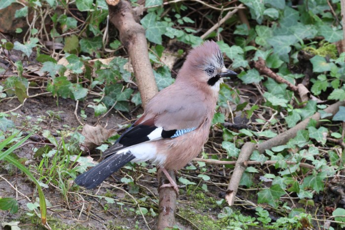 Jay