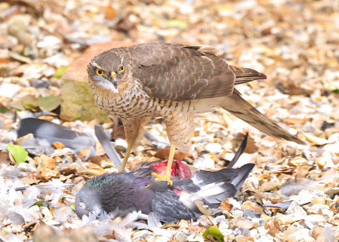 Sparrowhawk