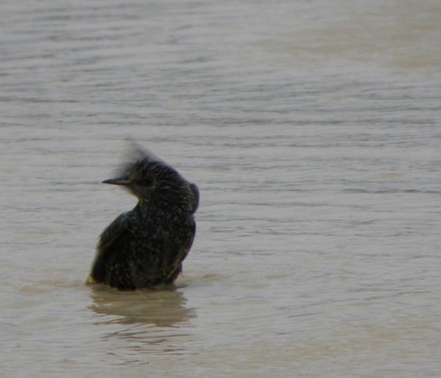 Starling
