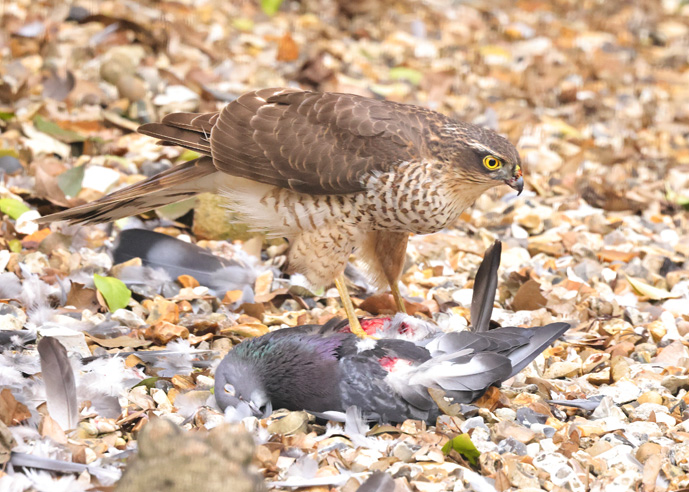 Sparrowhawk