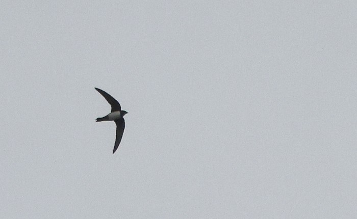 Alpine Swift