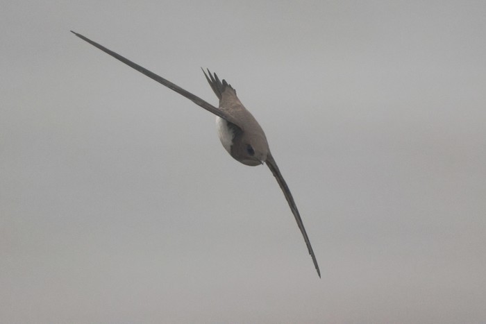 Alpine Swift