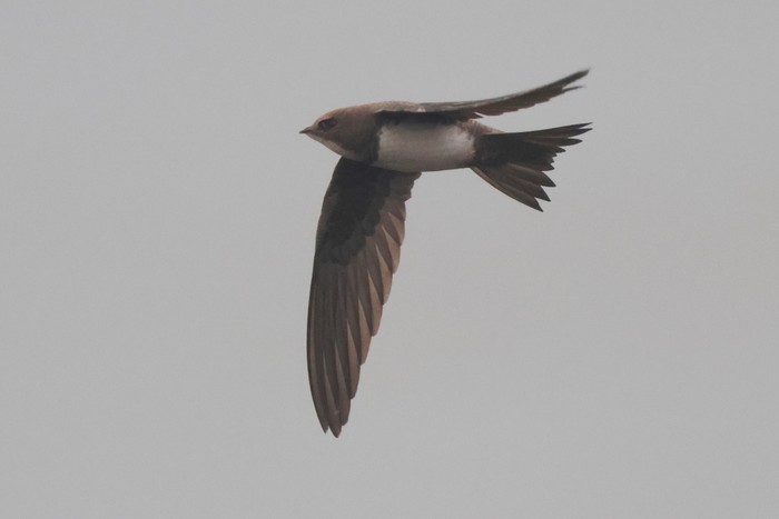 Alpine Swift