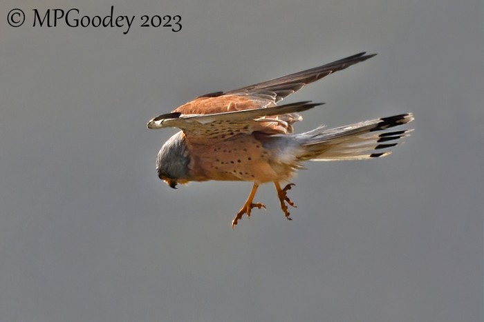 Lesser Kestrel