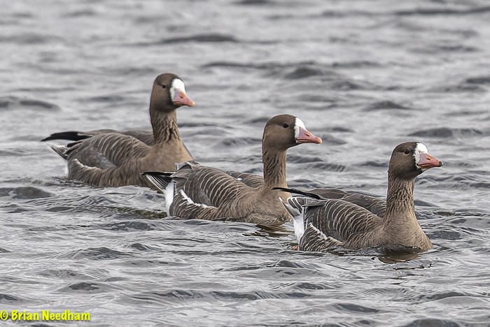 Russian White-fronted Goose