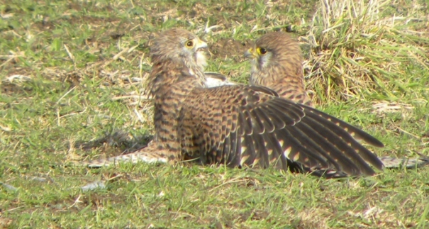 Kestrel