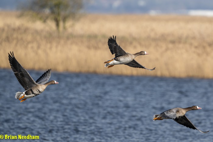 Russian White-fronted Goose