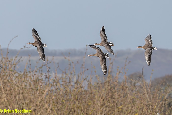 Russian White-fronted Goose