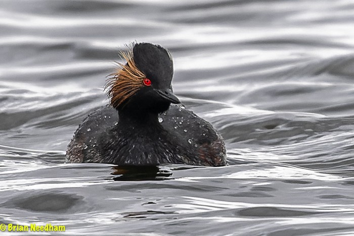 Black-necked Grebe