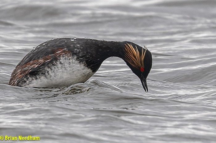 Black-necked Grebe
