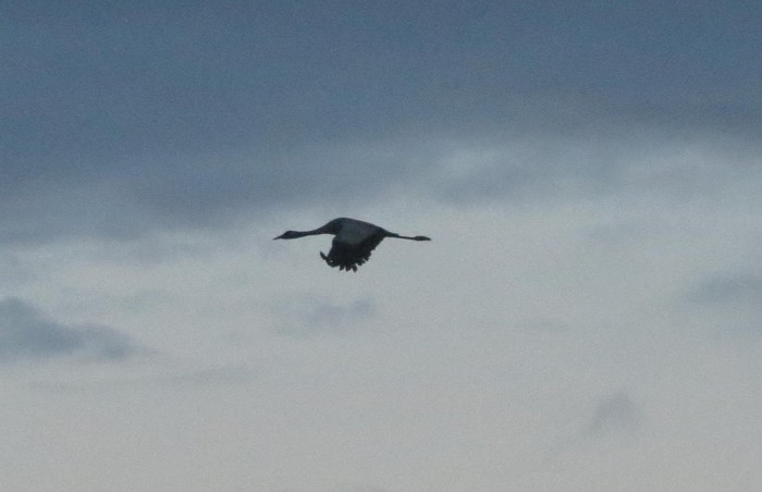 Common Crane
