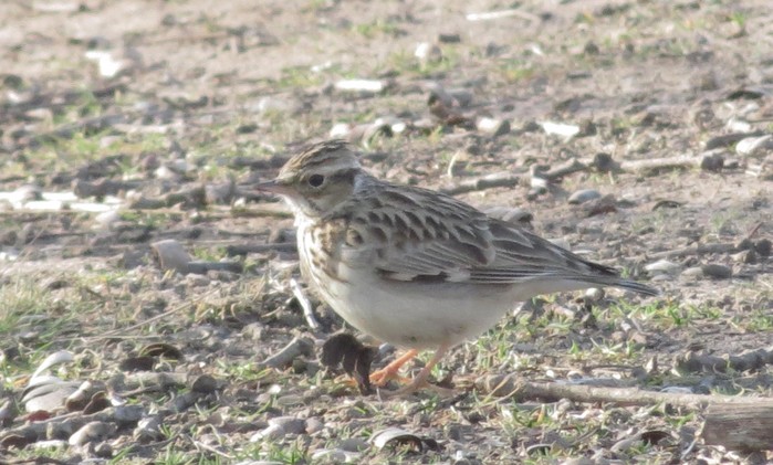Woodlark