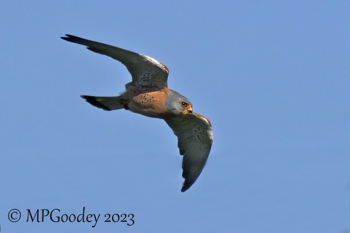 Lesser Kestrel