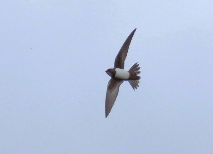 Alpine Swift