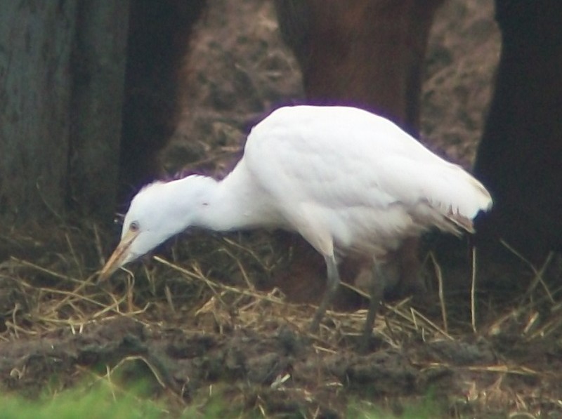 Cattle Egret