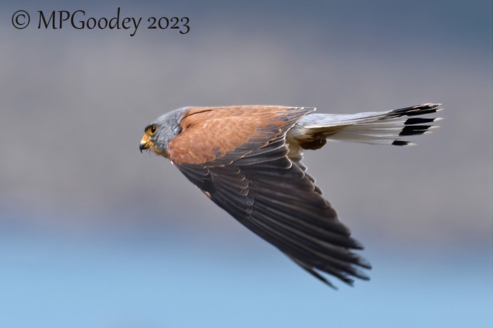 Lesser Kestrel