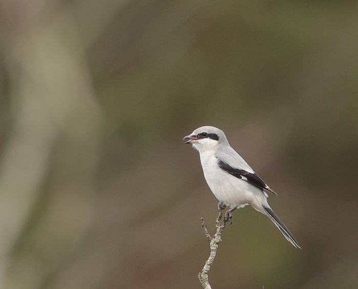 Great Grey Shrike