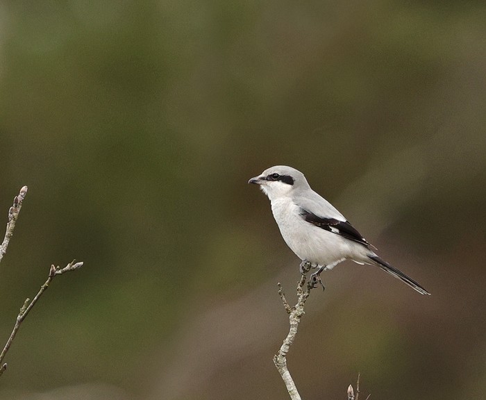 Great Grey Shrike