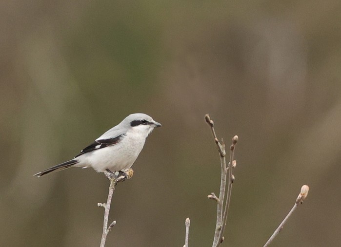 Great Grey Shrike