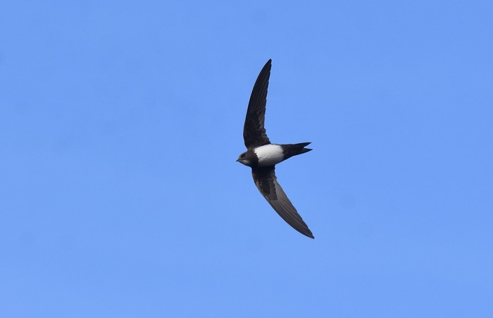 Alpine Swift