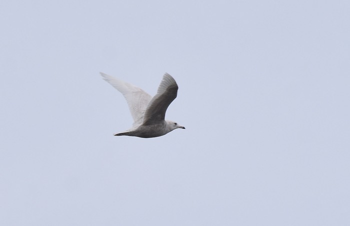 Iceland Gull