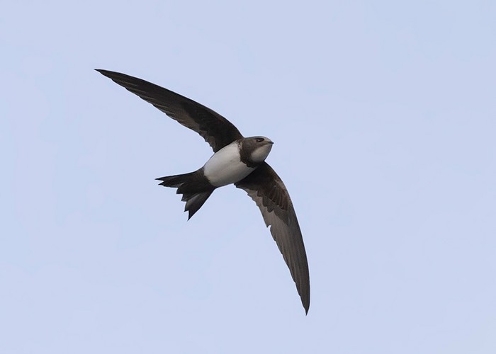 Alpine Swift