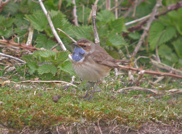 White-spotted Bluethroat