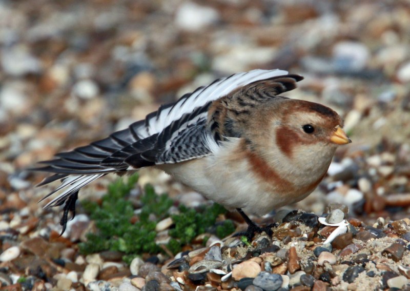 Snow Bunting