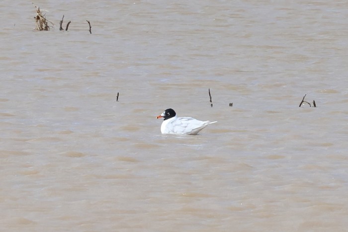 Mediterranean Gull