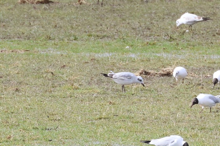Mediterranean Gull