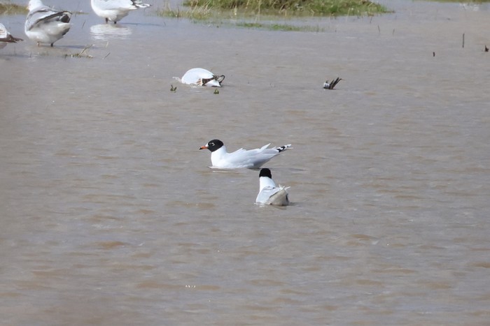 Mediterranean Gull