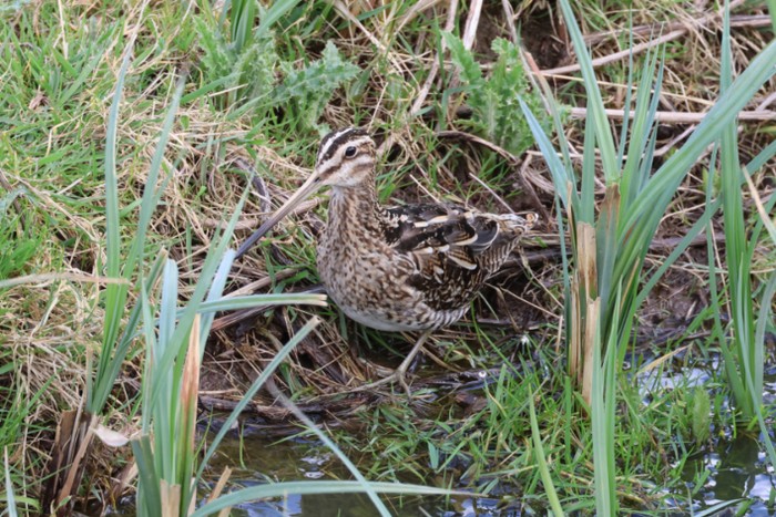Snipe
