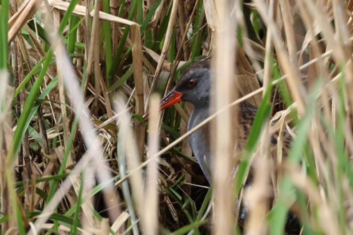 Water Rail