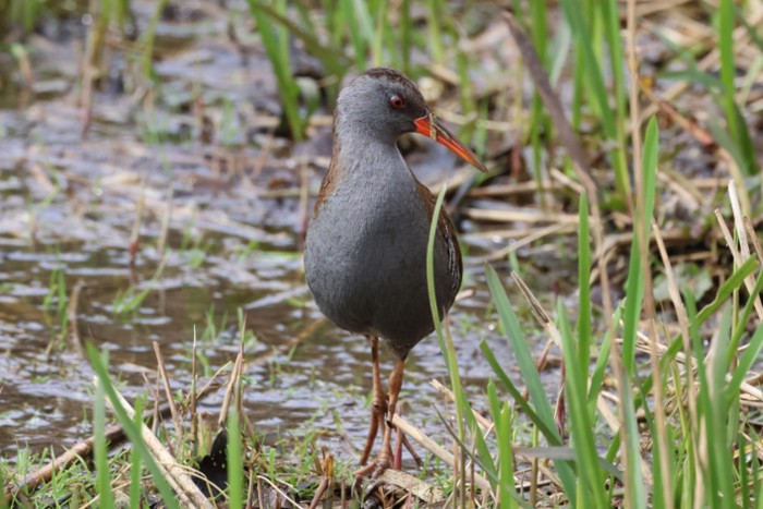 Water Rail