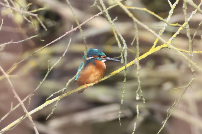 Kingfisher