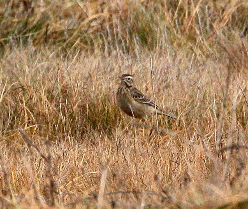 Richard's Pipit
