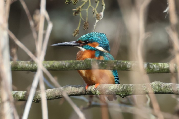 Kingfisher