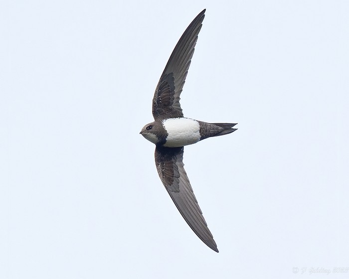 Alpine Swift