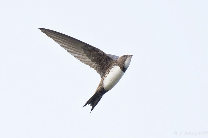 Alpine Swift