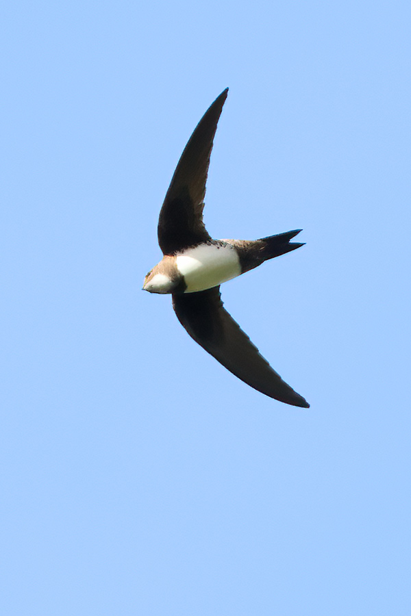 Alpine Swift